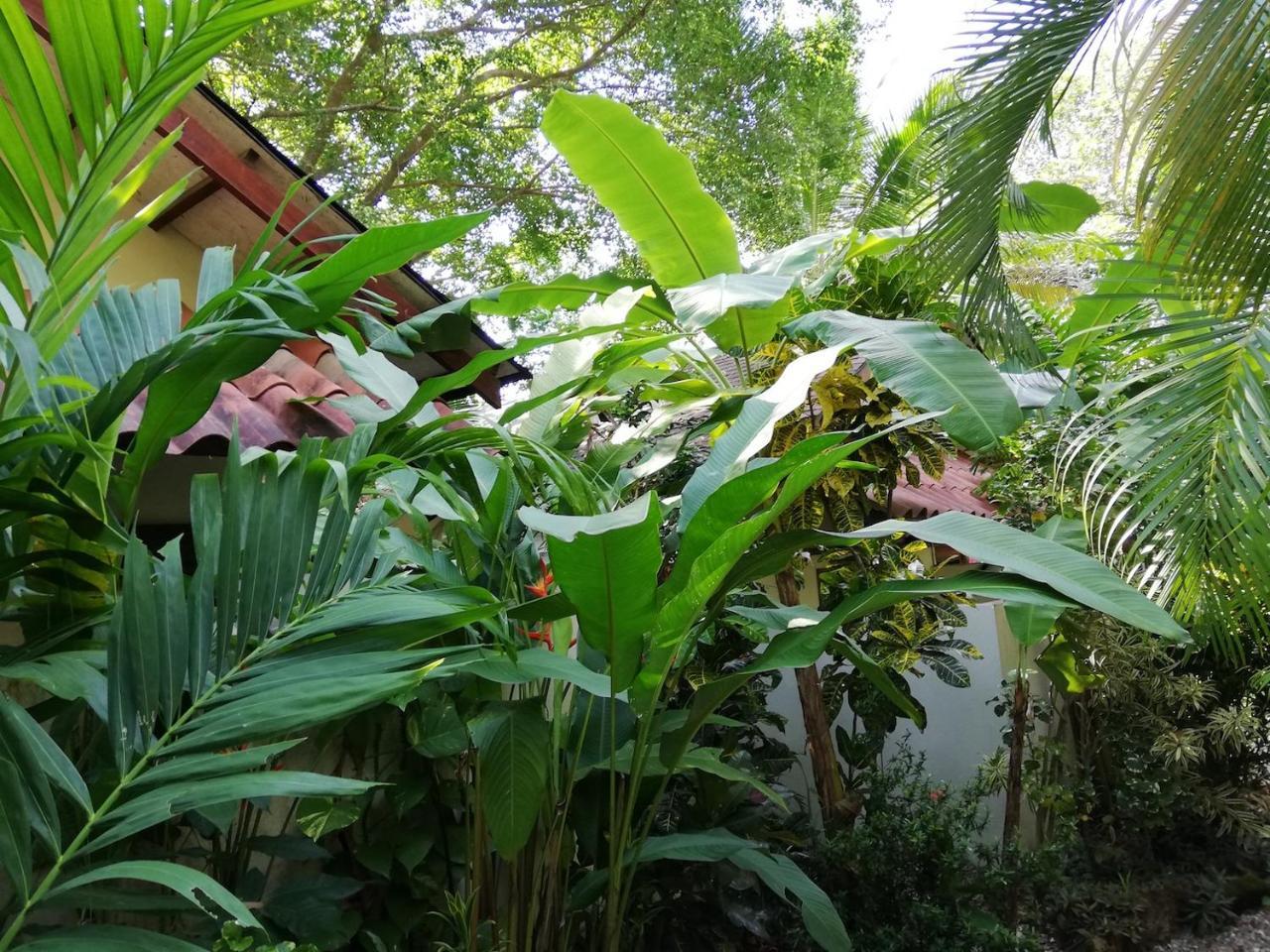 Funky Monkey Lodge Playa Santa Teresa  Екстер'єр фото